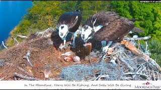 Moorings Park Osprey 16 02 2024 1  Harry z rybą dla Sally [upl. by Enylrac626]