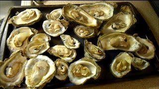 How to shuck an Oyster fast and easy [upl. by Okorih]