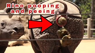 Rhino is peeing and pooping [upl. by Hillery]