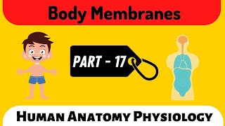 Body Membranes  Part  17  Human Anatomy Physiology  Doctor Inside Academy [upl. by Cathlene]