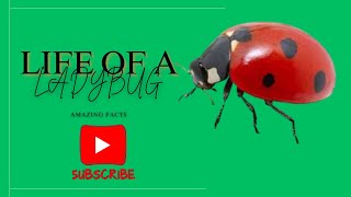 quotLadybugs The Tiny Superheroes of Nature 🌿🐞  Amazing Facts You Didnt Knowquot [upl. by Naedan]