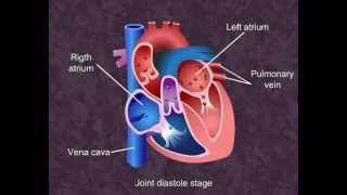 Cardiac Cycle  Body Fluids and Circulation Class XI Meritnationcom [upl. by Fisken]