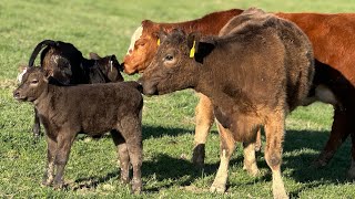 Liquid fertilizer for hay and pasture Crops2cattle FarmersTouchNPK [upl. by Nofets]