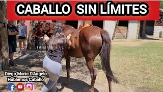 SOLUCIONES A PROBLEMAS COMUNES QUE SUCEDEN CON CABALLOS EN CLUBES HIPICOS caballossalvajes [upl. by Rozamond]