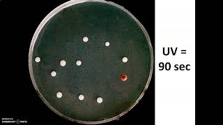 Mutations génétiques levure Ade2 et réparations des dommages de lADN Xeroderma pigmentosum [upl. by Teague]