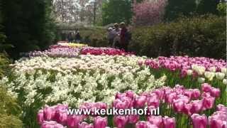 Keukenhof in volle bloei [upl. by Bing]