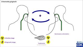 Entamoeba gingivalis life cycle [upl. by Dane]