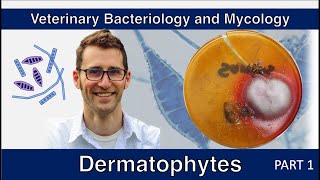 Dermatophytes Part 1  Veterinary Bacteriology and Mycology [upl. by Aneahs]