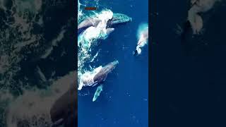 Humpback Whale vs Killer Whales🐋⚔️🐋🌍 Welcome to Zero Hours 🕛shorts ocean [upl. by Collen83]