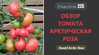 Томатный гном Арктическая роза Падает под тяжестью урожая [upl. by Tony]