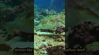 Cuttlefish Camouflage  Natures Coolest Trick [upl. by Ecyrb]