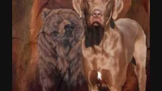 Kiss My Cocoa Chocolate Great Danes [upl. by Rowena]