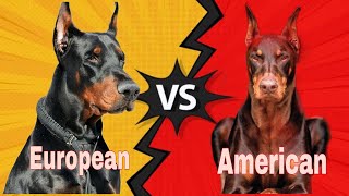 American Doberman vs European Doberman Comparison of American and European Doberman [upl. by Caresse865]