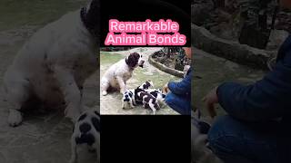 Selfless Mama Dog Feeds Her Puppies First  Animals Remarkable Bond shorts animals [upl. by Toor]