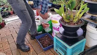 Repotting a Large Dendrobium speciosum Orchid [upl. by Toffic]