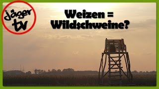 Jagd auf Wildschweine im Weizen [upl. by Nodle839]