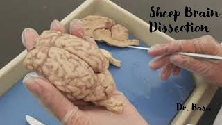 Sheep brain dissection  Dr Basus Easy Anatomy amp Physiology [upl. by Brosy]