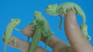 First 4 months of the life of veiled chameleons Ch calyptratus Inferion7 [upl. by Nnaesor768]