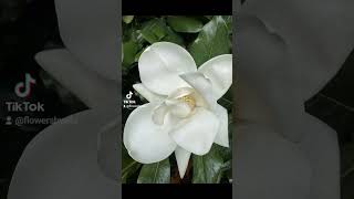 Magnolia grandiflora [upl. by Mihar462]