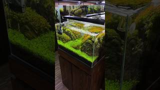 Simple dan minimalis aquascape 60cm brazilian style aquarium aquadecor [upl. by Marko75]