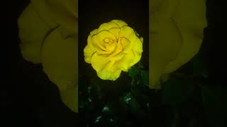 Yellow Rose [upl. by Kashden]