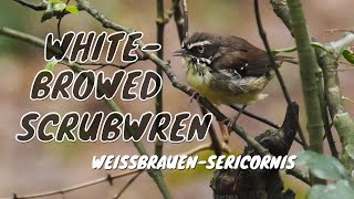 Whitebrowed Scrubwren Sericornis frontalis  WeißbrauenSericornis 2 [upl. by Ecinad212]