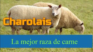 Charolais una excelente raza de ovinos [upl. by Yran]