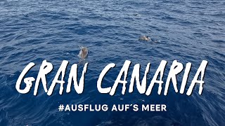 Gran Canaria  Ausflug auf´s Meer  Beobachtung von Delfinen [upl. by Berstine]