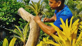 Installing huge driftwood in the garden Quick and easy way of planting bromeliads in a driftwood [upl. by Bigod984]