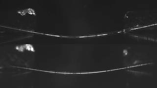 Three point bending test of E aspergillum and T aurantia Comparison [upl. by Bradman]