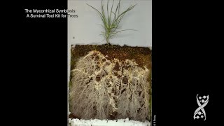 JGI25 Francis Martin on ectomycorrhizal fungi [upl. by Goth723]