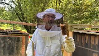 July Honey Harvest with Russian Bees and The Hive Hotel [upl. by Berger]