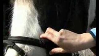 How to check the fit of your Bridle [upl. by Osman]