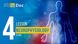 4lesson Neurophysiology 3part [upl. by Pincus]