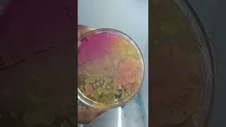 Staphylococci bacteria on MSA Agar medium [upl. by Roter]