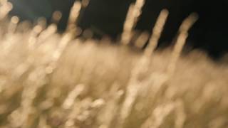 Wind Blowing Across The Forest Meadow  Wind Through The Grass Crickets [upl. by Aneeras276]