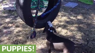 Dog wants to ride backyard tire swing [upl. by Chantalle455]