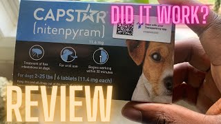 Capstar Flea and Tick Capsules Review DID IT WORK fleas ticksremoval louisiana [upl. by Nodlew726]