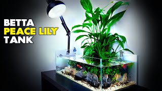 Aquascape Tutorial Peace Lily Betta Fish Aquarium How To Step By Step Planted Tank Guide [upl. by Kirbee]