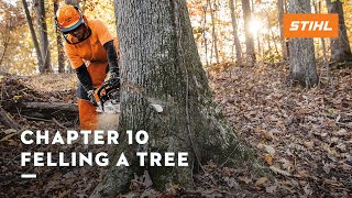 Chapter 10 Felling a Tree  STIHL Tutorial [upl. by Cohen]