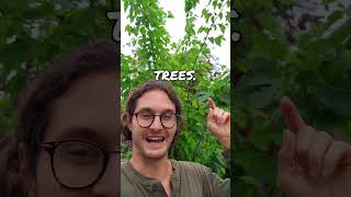 GROWING AMAZING PLANTS  USDA HARDINESS ZONES EXPLAINED garden [upl. by Myrtle]