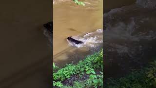 Black Bear Takes On Raging Gatlinburg River [upl. by Nnayllek5]