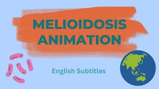 Melioidosis Animation without Diabetes English Subtitles [upl. by Knapp176]