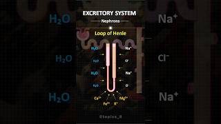 Nephrons  trendingshorts shorts shortvideo biology kidney medicalstudent medico [upl. by Seton]