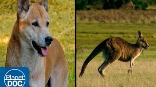 Tasmania Island  Kangaroos amp Dingoes [upl. by Coats]