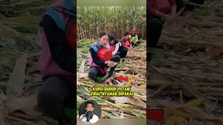 Bisa dicoba nih kursi duduk petani viral nyaman dipakai shorts tips farm berkebun [upl. by Marysa]