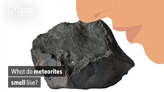 What does the Murchison meteorite smell like  Natural History Museum [upl. by Durkin]