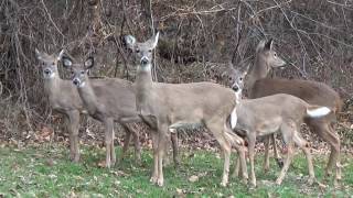 whitetail deer run up a hill [upl. by Anders]