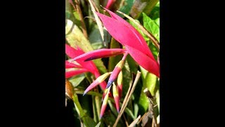 My Queens Tears Bromeliads Billbergia Nutans are in bloom [upl. by Reilamag]