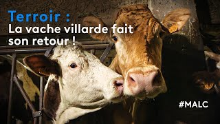 Terroir  la vache Villarde fait son retour [upl. by Gensler]